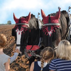 Die beiden Shire Horses Jonny und Cathy, prächtige englische Kaltblüter, waren bei den Kindern sehr beliebt!