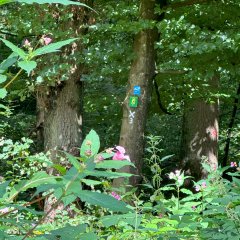 Markierung am Baum.